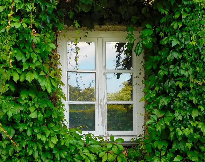 Photo of a white window surrounded by grapevines growing on the facade of a house.