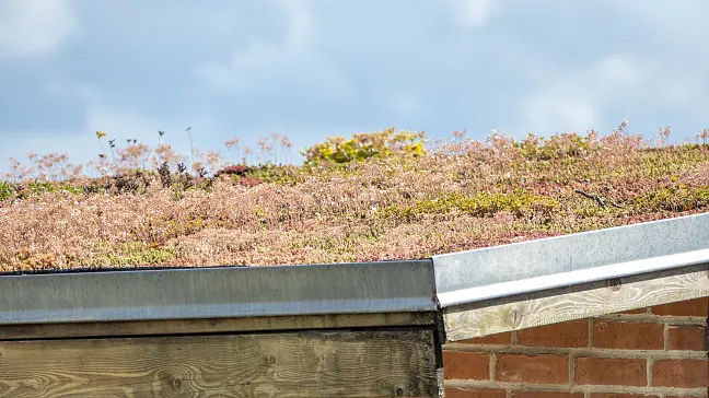 roof with plants and greenery 